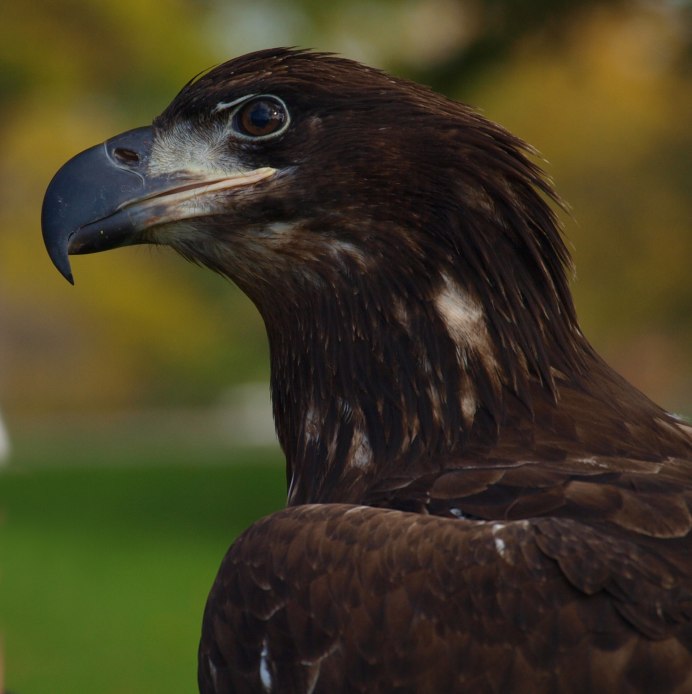 Коричневая хищная птица