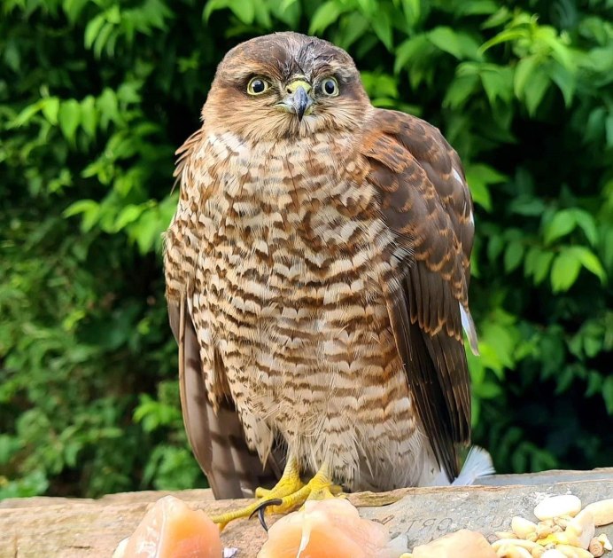 Рыжая хищная птица