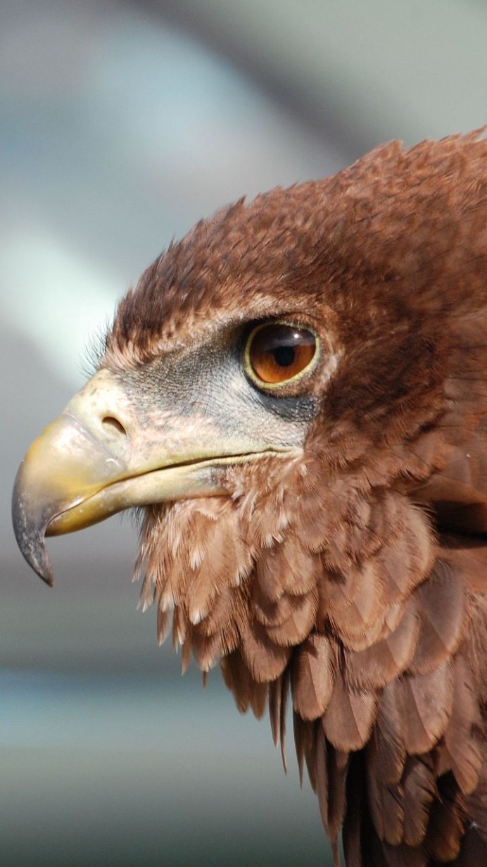 Орел Беркут клюв