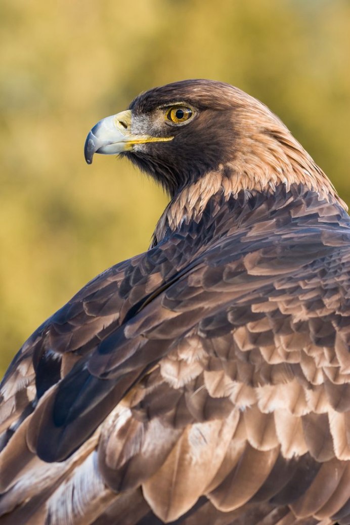 Ястреб канюк Орел