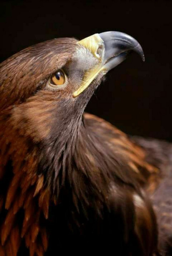 Отряд Соколообразные семейство Ястребиные Орел