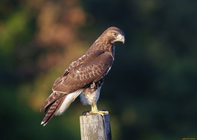 Хищные птицы Подмосковья