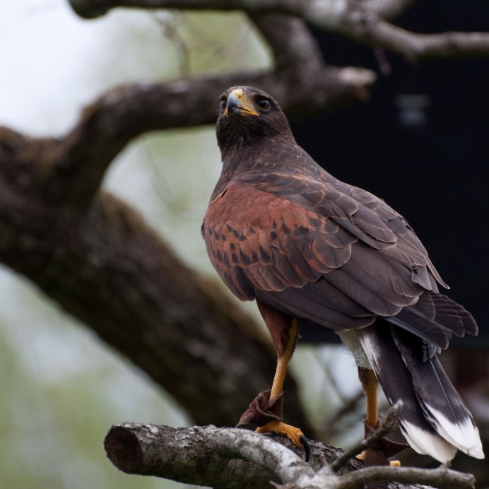 Краснохвостый канюк