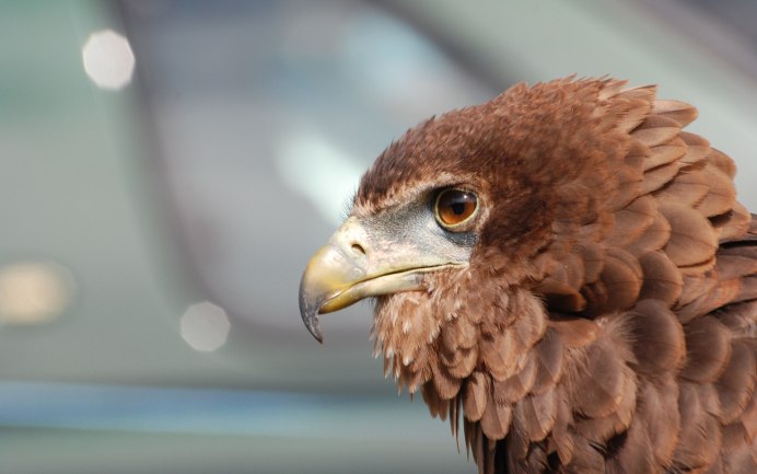 Ястреб коричневый