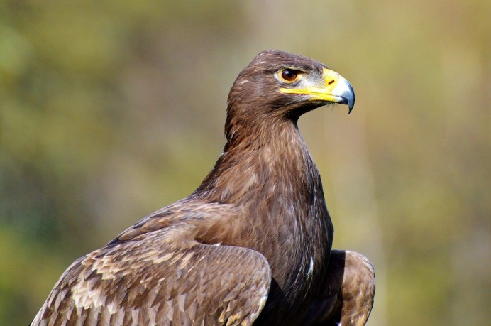 Беркут и Орлан