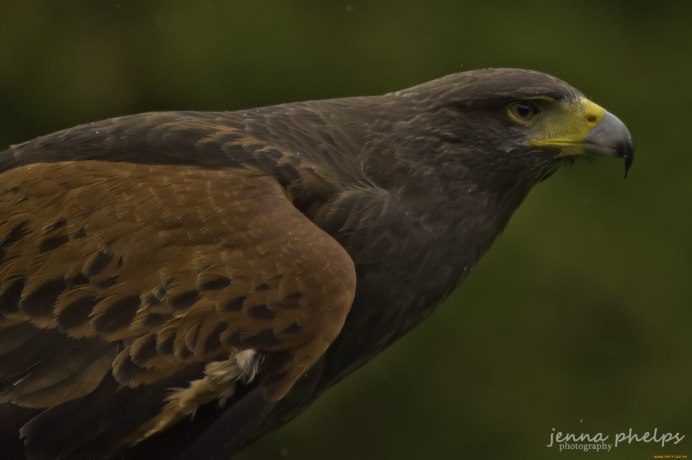 Хищные птицы Крыма