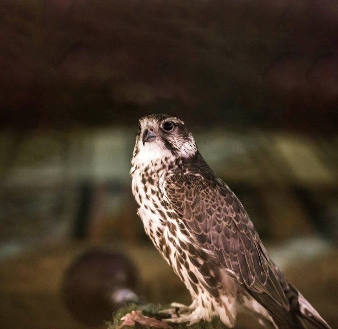 Птица хищник коричневого цвета