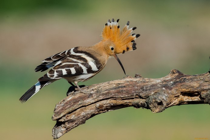 Красный Удод