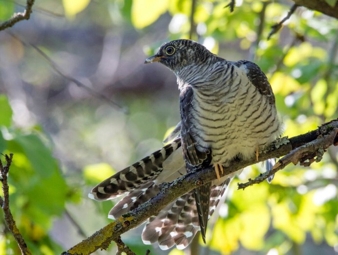 Белая птичка с черными полосками