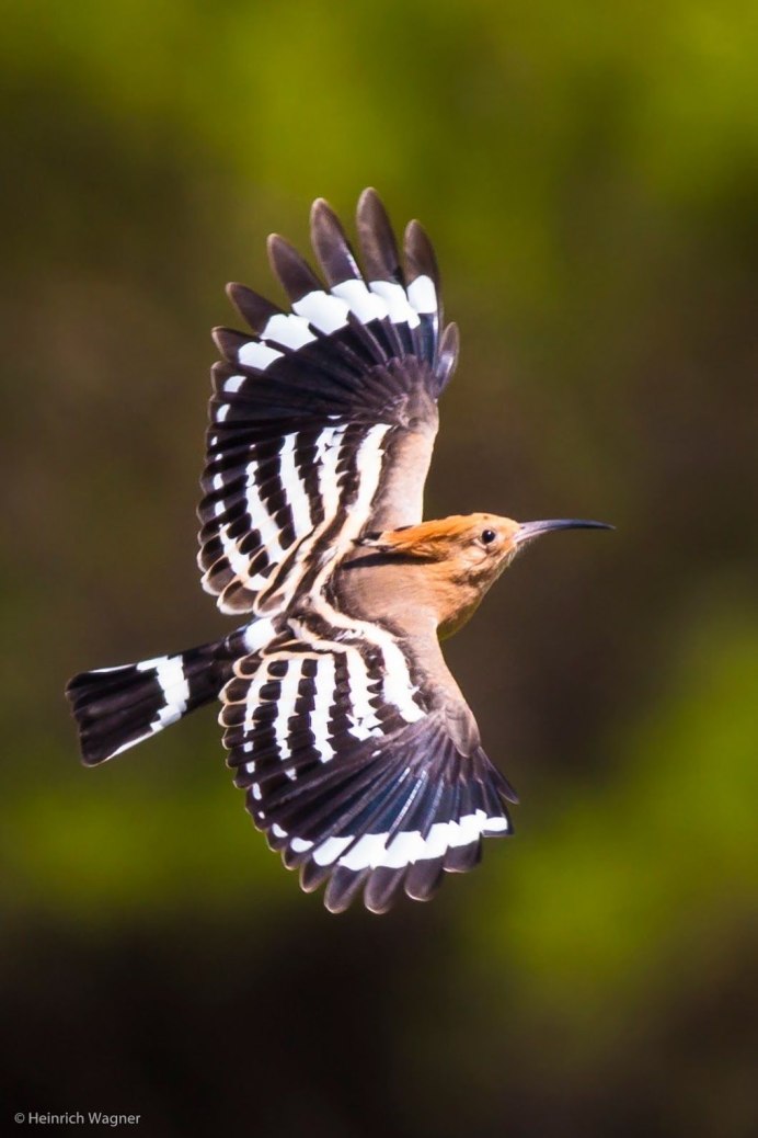 Удод Степной дятел