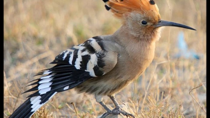 Североамериканская голубая Сойка