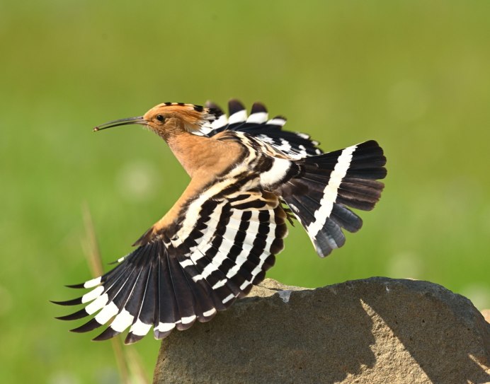 Удод Степной