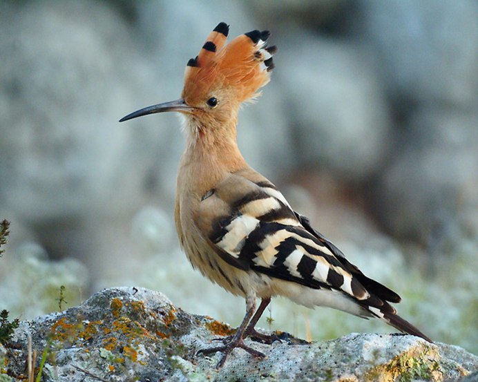 Отряд воробьиных желтогрудка