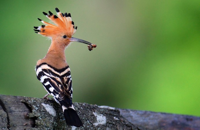 Египетский Удод