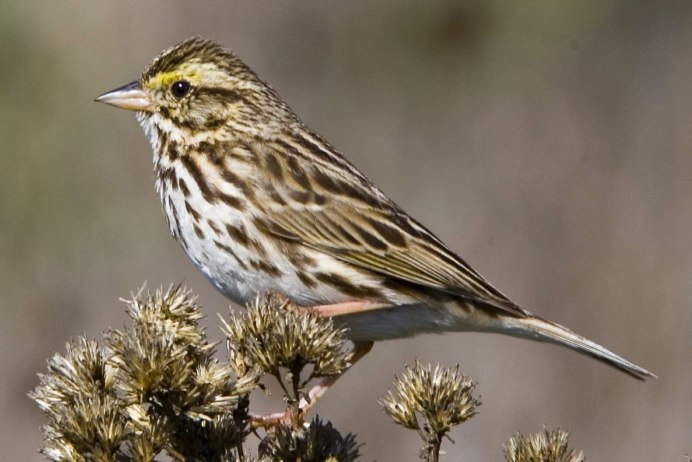 Полосатые птицы