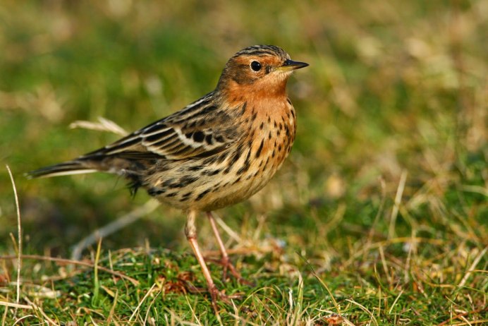 Удод обыкновенный