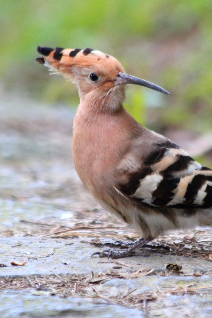 Коричневая пятнистая птица
