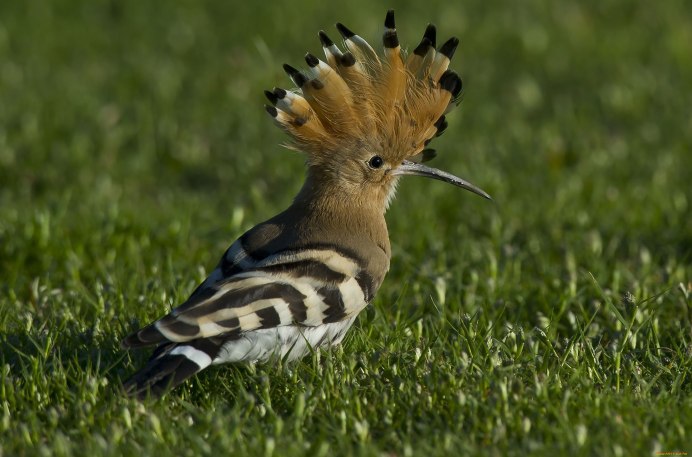 Мадагаскарский Удод
