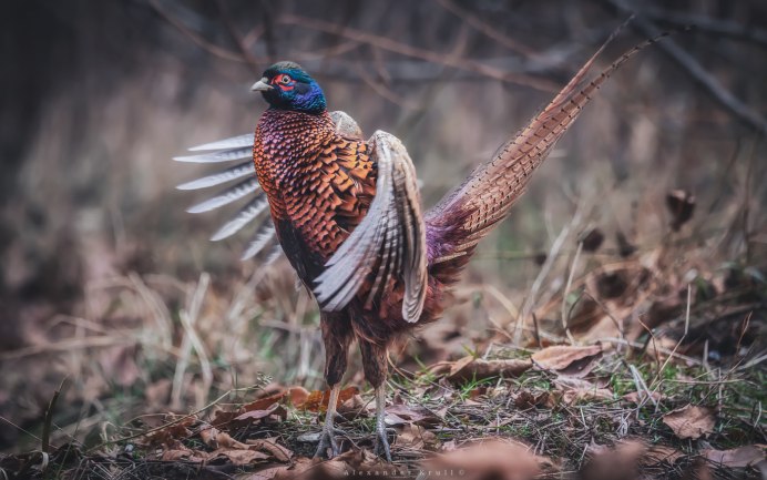 Зебра с белым хвостом