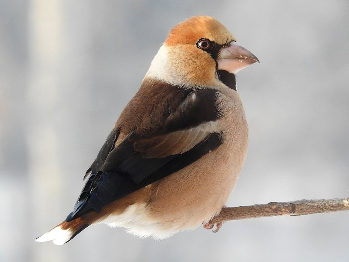 Дубонос coccothraustes coccothraustes