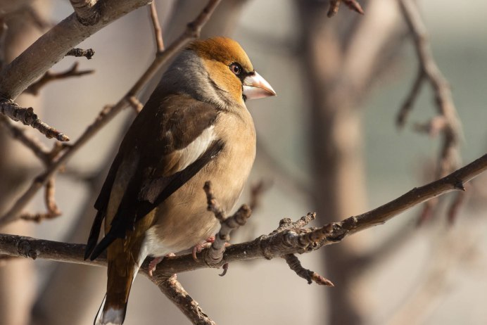 Дубонос coccothraustes coccothraustes