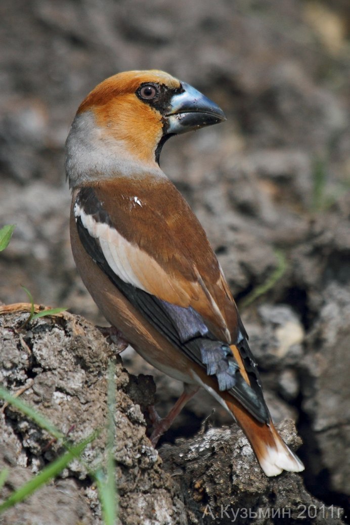 Дубонос coccothraustes coccothraustes