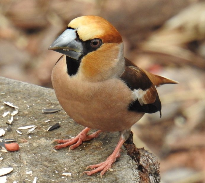 Дубонос coccothraustes coccothraustes