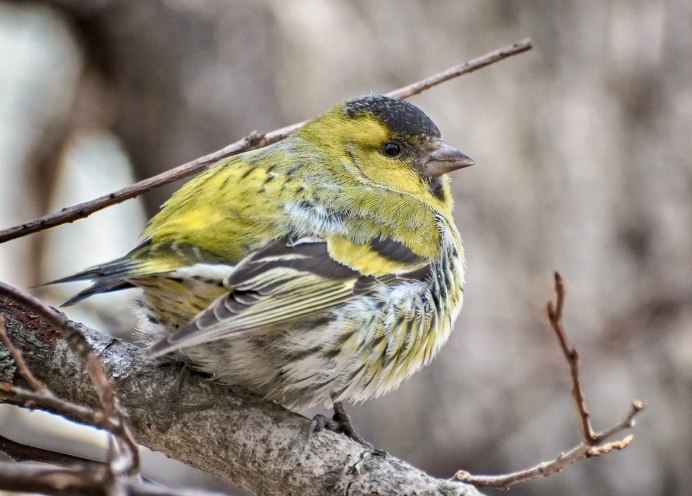 Чиж (Spinus Spinus l.)