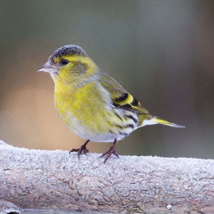 Чиж (Spinus Spinus (Carduelis Spinus))