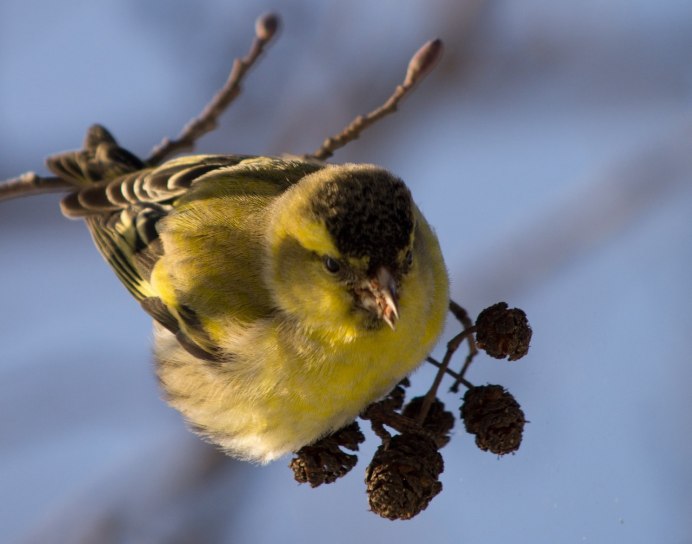 Carduelis Spinus