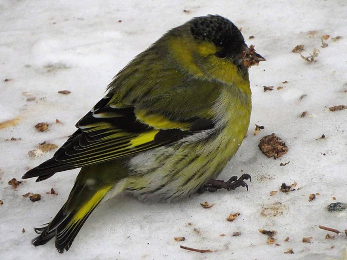 Carduelis Spinus