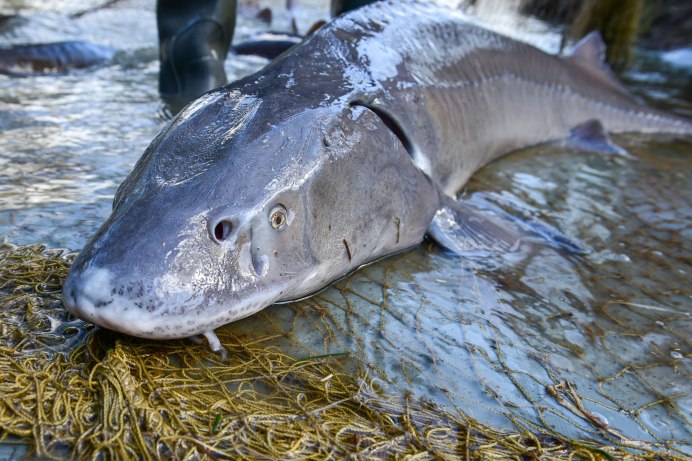 Веслонос (Polyodon spathula)