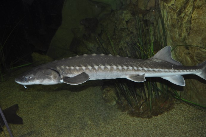 Рыба Atlantic Sturgeon