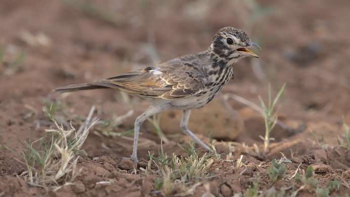 Степной Жаворонок (Melanocorypha Calandra)