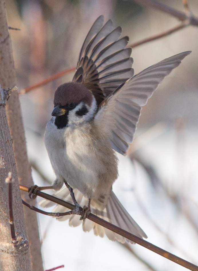 Воробей крупным планом