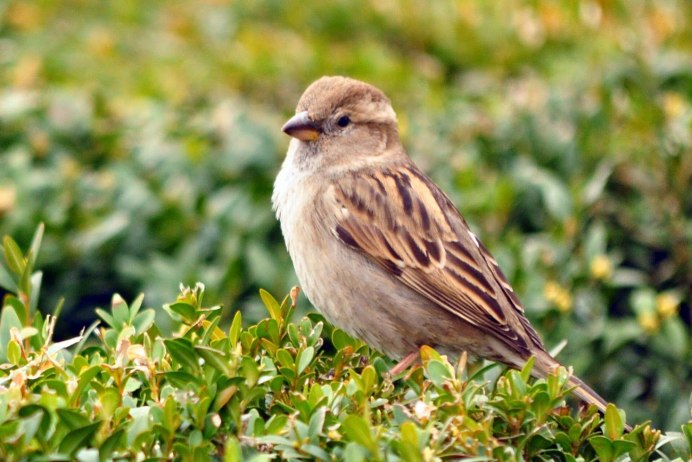 Полевой Воробей