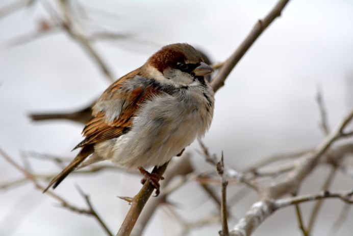 Воробьинообразные Барвинок