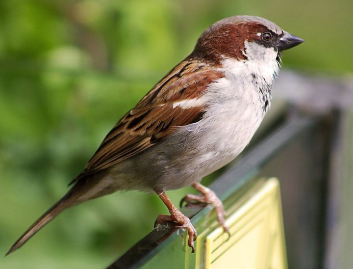 Воробьиные птицы