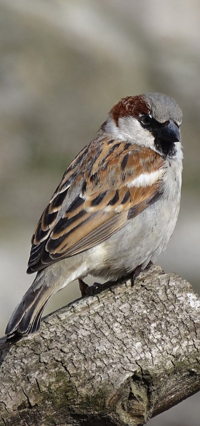 Породы Воробьев