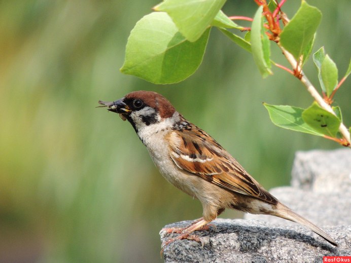 Нахохлившийся Воробей