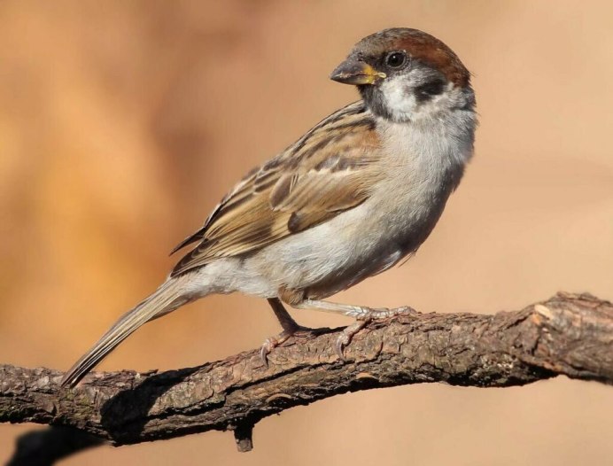 Домовый Воробей