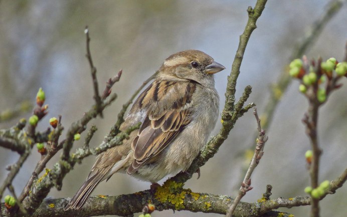 Персиковый Воробей