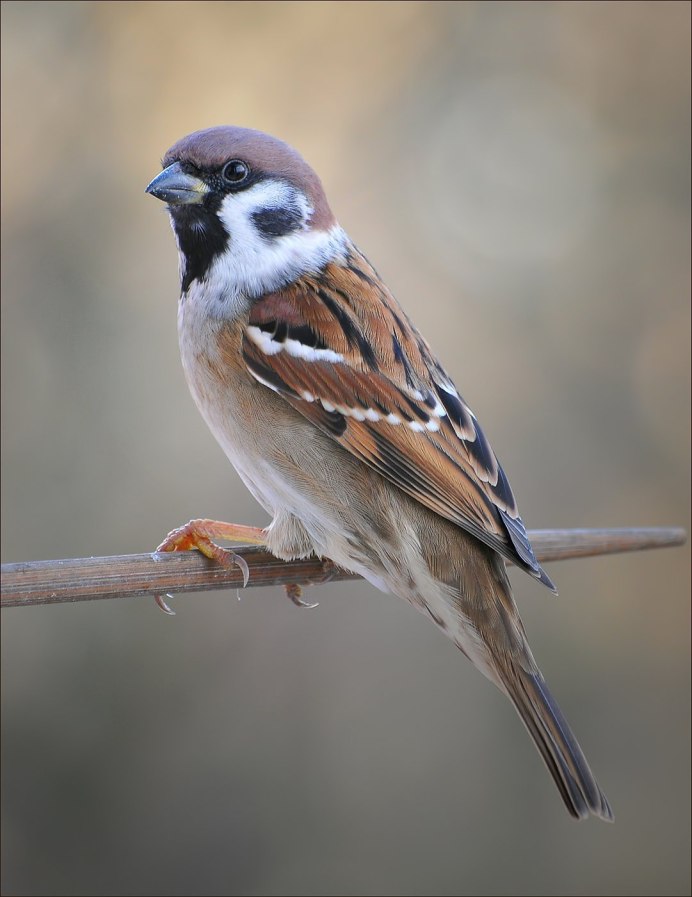 Птица Домовой Воробей