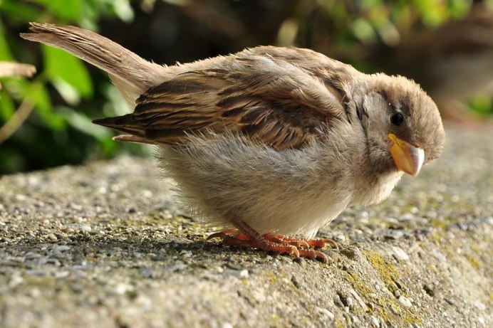 Серый Воробей
