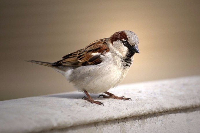 Птички дворовые