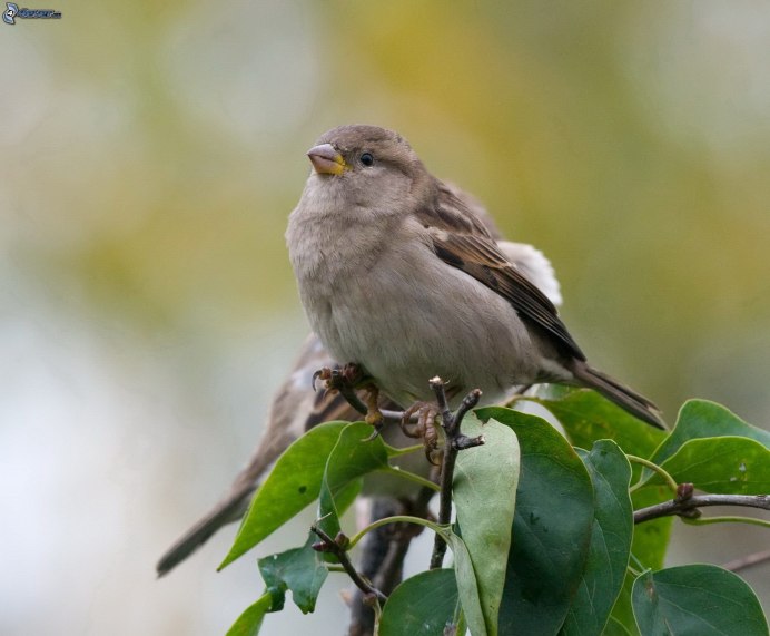 Воробей городской