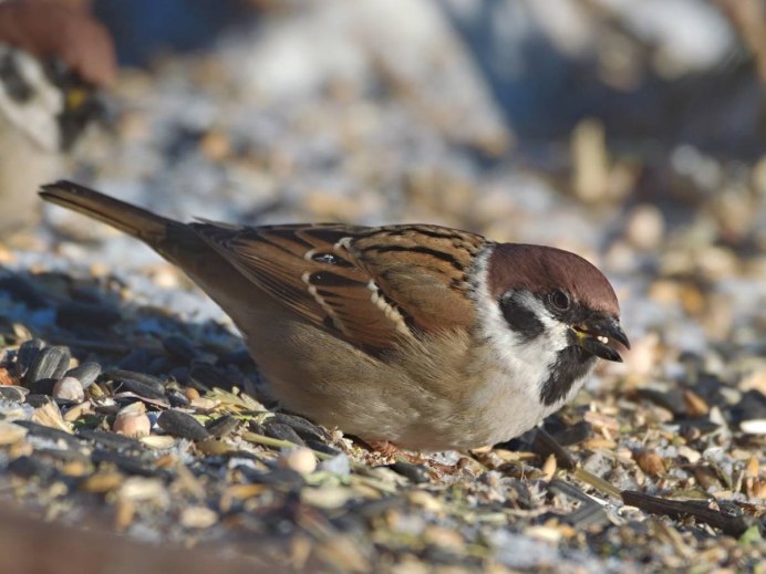 Воробей фото