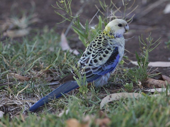 Розелла красная (Platycercus elegans)