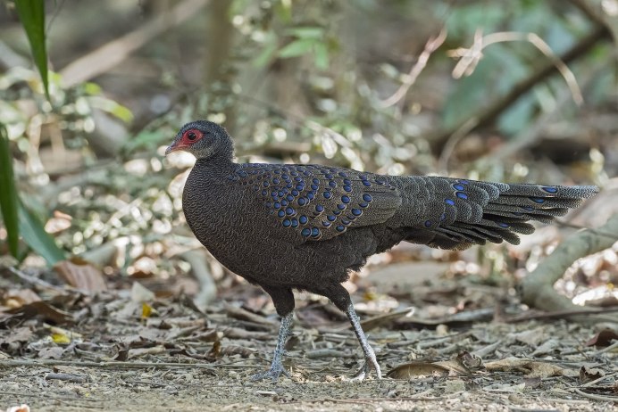 Павлиний фазан (Polyplectron bicalcaratum)