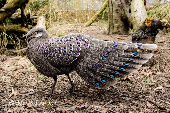 Павлиний фазан (Polyplectron bicalcaratum)
